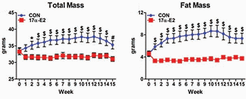 Antioestrogene metaboliet van estradiol houdt overgewicht en diabetes op afstand