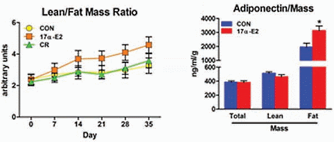 Antioestrogene metaboliet van estradiol houdt overgewicht en diabetes op afstand