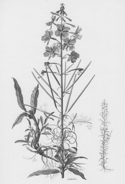 Suppletie met Epilobium angustifolium verlicht prostaatklachten