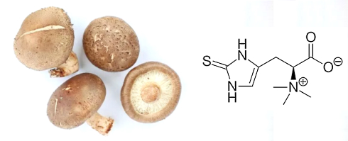 Ergothioneïne, de longevity-vitamine uit paddenstoelen, helpt dodelijke hart- en vaatziekten voorkomen