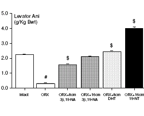 Precursor in bodybuildingsupplement is een SARM, zegt dierstudie