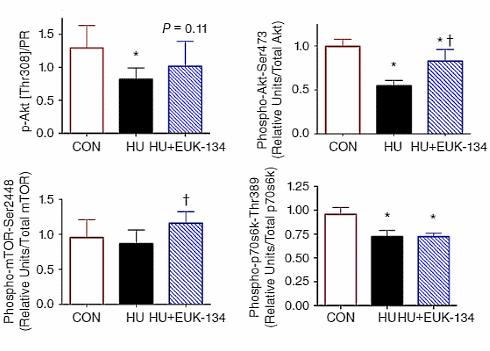 Superantioxidant Eukarion-134 stopt spierafbraak