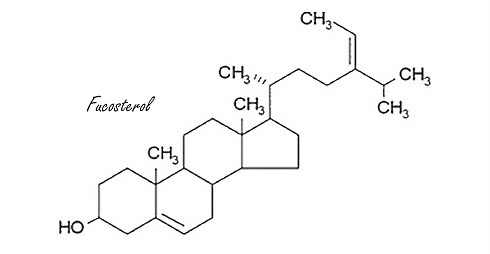 Gelidium elegans, de afslankalg