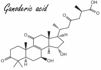 Ganoderma lucidum, een geneeskrachtige paddenstoel met een antioestrogene werking