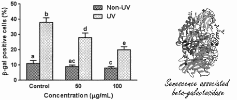 Knoflook, een beautyceutical met een luchtje