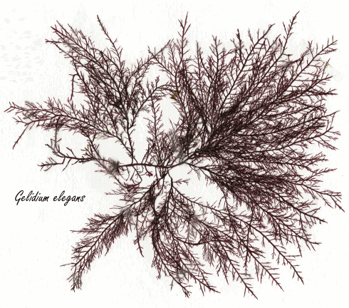 Gelidium elegans, de afslankalg