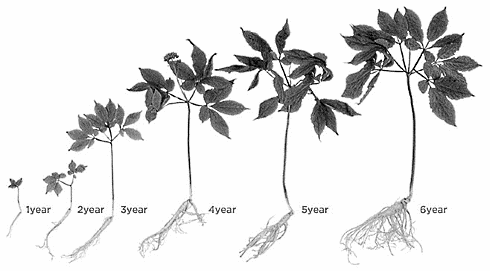 Meer mitochondria in je cellen door drie gram ginseng per dag