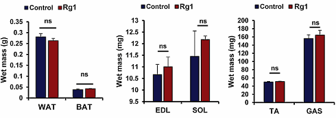 Ginsenoside Rg1, een anabool uit ginseng