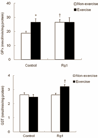 Ginsenoside-Rg1 in Panax ginseng beschermt spieren van sporters