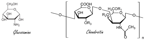 Beschadigde tussenwervelschijf herstelt door glucosamine en chondroitin