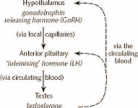 Hoge glucosespiegel verlaagt afgifte testosteron
