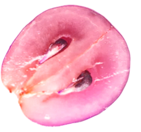Grape Seed Extract beschermt lever tegen vervetting