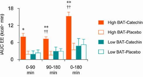 Bruine vetcellen spelen sleutelrol bij verhoogde vetverbranding door groene en witte thee