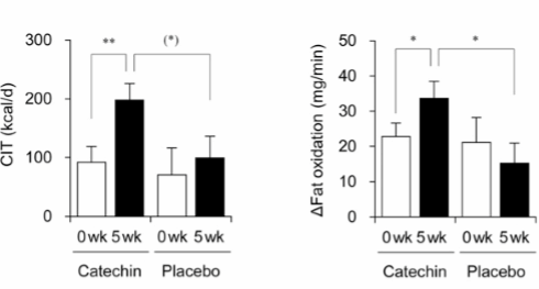 Bruine vetcellen spelen sleutelrol bij verhoogde vetverbranding door groene en witte thee