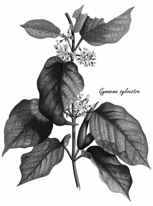 Slik een maand elke dag 2 capsules Gymnema sylvestre, en verlies een kilo