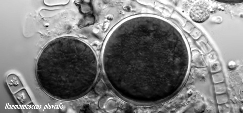 Astaxanthine, een supplement tegen rimpels