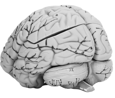 Met elke 1420 meter die 65-plussers dagelijks lopen, vermindert hun kans op dementie of achteruitgang van hun mentale vermogens met 33 procent. Dat blijkt uit een Amerikaanse studie die binnenkort verschijnt in Alzheimer's & Dementia.