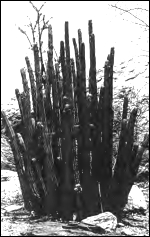 Niet Hoodia gordonii, maar Hoodia parviflora