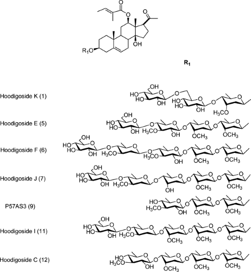 Niet Hoodia gordonii, maar Hoodia parviflora