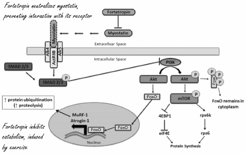 Fortetropin, de myostatinremmer in MYO-X