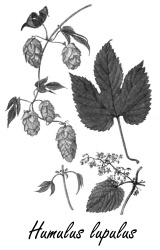 Minder depressie, angst en stress door hop