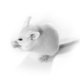 Getrainde spieren groeien misschien sneller door combinatie van resveratrol, astaxanthine en beta-caroteen