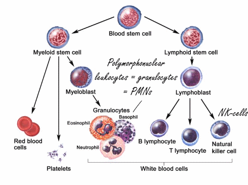 Probiotica verbeteren immuunsysteem, zegt metastudie