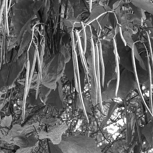 Pinoresinol en vanillic acid | Eenvoudige plantenstoffen die de anabole werking van IGF-1 imiteren