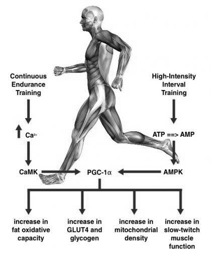 Metastudie vergelijkt effect intervaltraining met dat van klassieke duurtraining