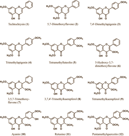 Kaempferia parviflora maakt zestigplussers fitter