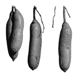 Zit er DMHA in Kigelia africana?