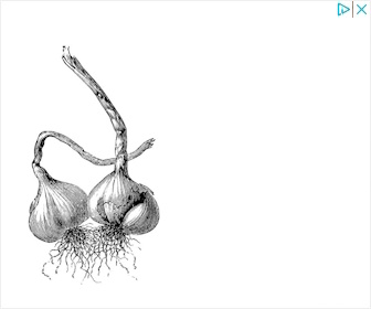 Knoflook