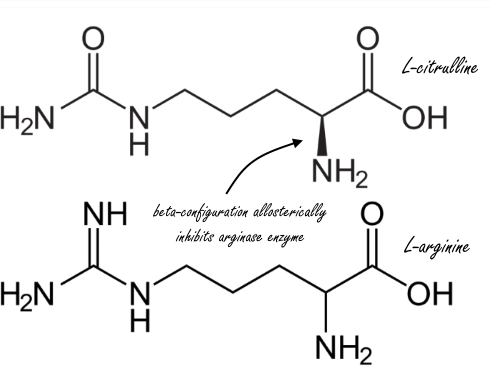 Waarom NO-boosters met een bescheiden hoeveelheid arginine en citrulline toch effectief kunnen zijn