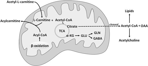 Carnitine vermindert autisme