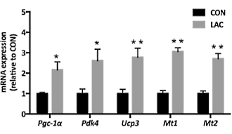 Melkzuur houdt je fit, gezond en jong