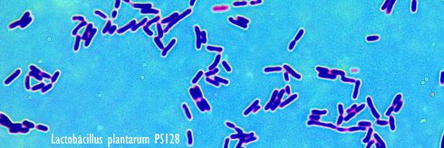 Lactobacillus plantarum PS128, een bacterie die de spieren van sporters sneller laat herstellen