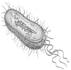 Zelfgemaakte yoghurt is de allerbeste bron van probiotica