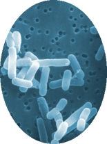 Gezonde bacterie voorkomt haaruitval en verhoogt testosteronspiegel