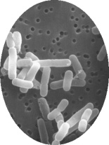 Lactobacillus reuteri BM36301 voorkomt haaruitval bij vrouwen, verhoogt testosteronspiegel bij mannen