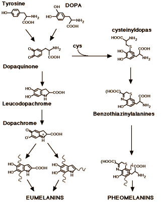 Gisteren schreven we dat para-aminobenzoic acid [PABA] in een dosis van enkele honderden milligrammen per dag volgens ietwat dubieuze studies uit de vorige eeuw grijs haar zijn oorspronkelijke kleur teruggeeft. Een ander supplement dat de vergrijzing van haar kan tegengaan is Mucuna pruriens, ontdekten twee Braziliaanse neurologen.