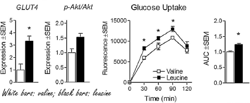 Dikmaker of slankmaker? Het leucinezwaard snijdt aan twee kanten