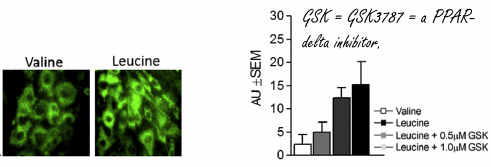 Dikmaker of slankmaker? Het leucinezwaard snijdt aan twee kanten