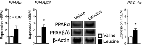 Dikmaker of slankmaker? Het leucinezwaard snijdt aan twee kanten