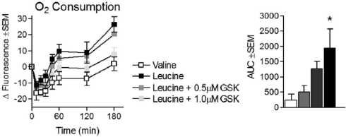 Dikmaker of slankmaker? Het leucinezwaard snijdt aan twee kanten