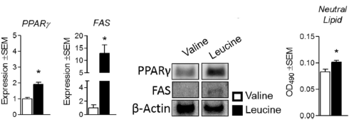 Dikmaker of slankmaker? Het leucinezwaard snijdt aan twee kanten