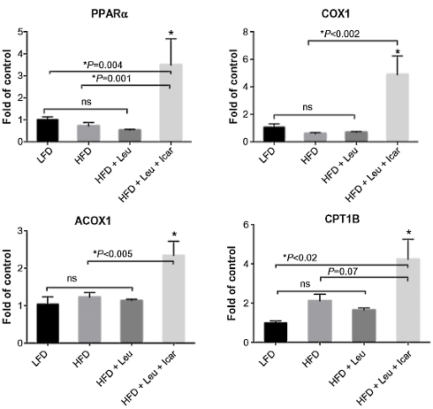 De ongekende mogelijkheden van de Horny Goat Weed-leucine-cocktail