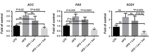 De ongekende mogelijkheden van de Horny Goat Weed-leucine-cocktail