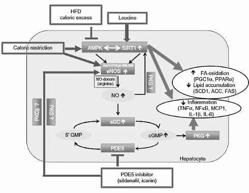 De ongekende mogelijkheden van de Horny Goat Weed-leucine-cocktail