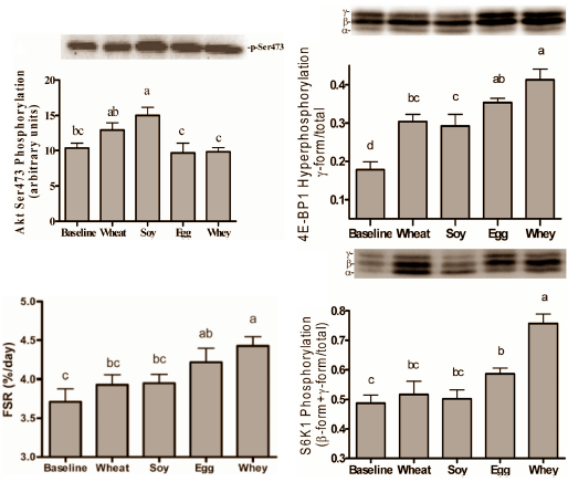 Leucinesuppletie maakt tarwe-eiwit net zo anabool als whey