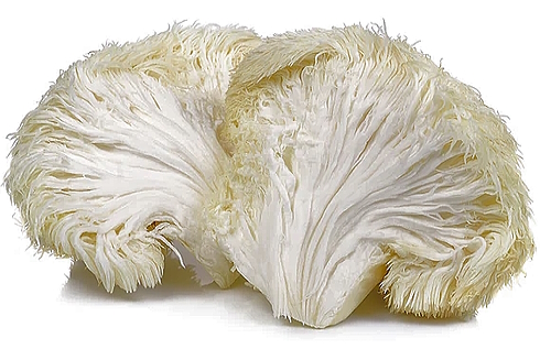 Lion's Mane, in het Latijn Hericium erinaceus, is een paddenstoel die traditionele Aziatische genezers al eeuwenlang gebruiken tegen vergeetachtigheid en beginnende dementie. Volgens een Japanse trial met reden.